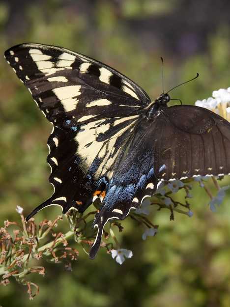 Papilio glaucus gynandromorph (Internet Image property of respective owner, non-commercial use only)
